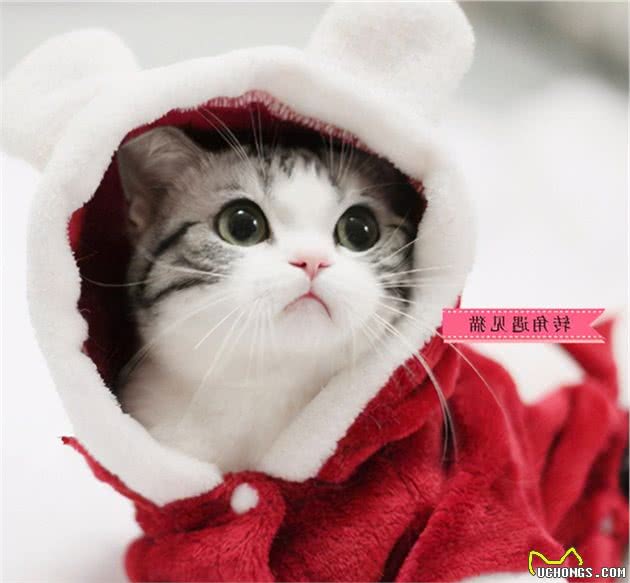 串串美短和纯种美短，谁更值得养？