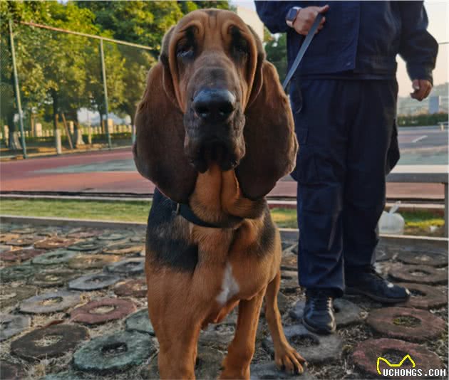 中国警犬添加新成员了！这几种狗狗你认识吗？