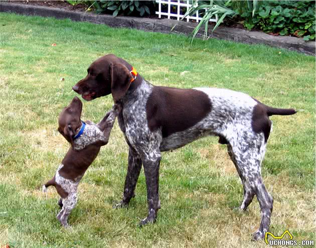 中国警犬添加新成员了！这几种狗狗你认识吗？