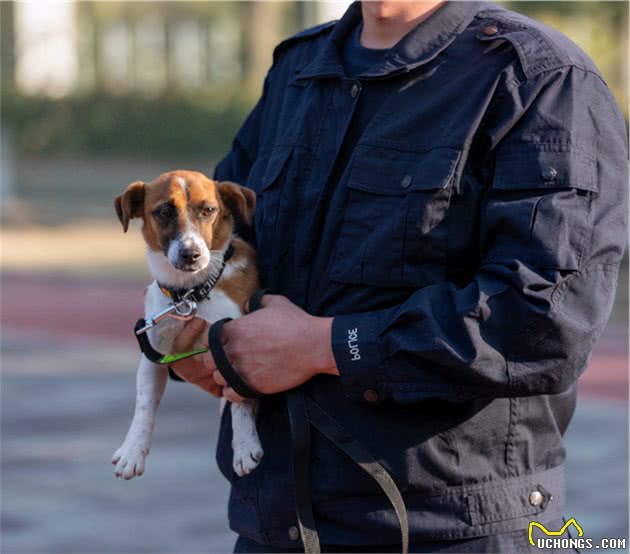 中国警犬添加新成员了！这几种狗狗你认识吗？