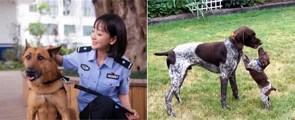 中国警犬添加新成员了！这几种狗狗你认识吗？