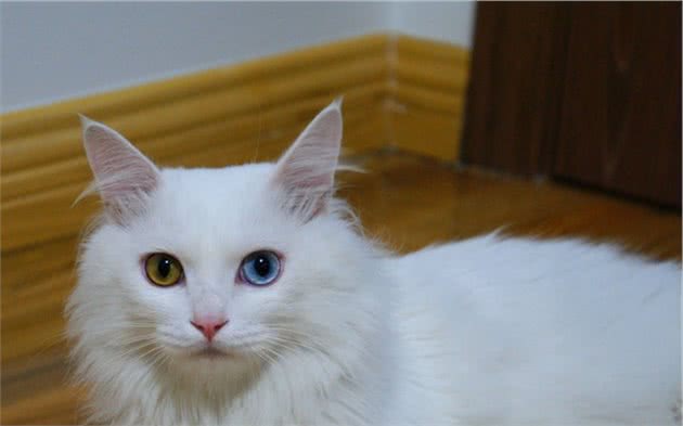 山东狮子猫，独有的鸳鸯眼，蓝颜色的晶莹剔透；黄颜色的金光闪闪