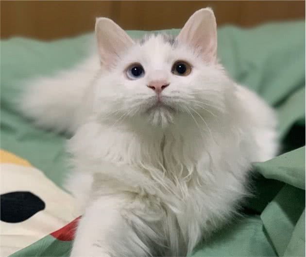 山东狮子猫，独有的鸳鸯眼，蓝颜色的晶莹剔透；黄颜色的金光闪闪