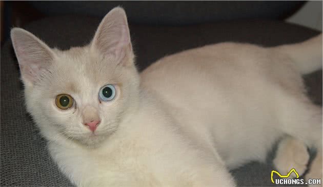 山东狮子猫，独有的鸳鸯眼，蓝颜色的晶莹剔透；黄颜色的金光闪闪