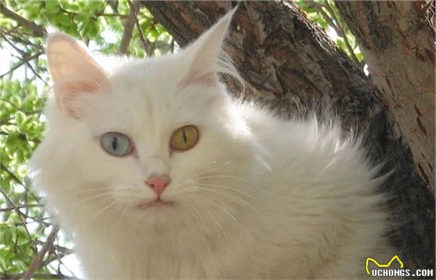 山东狮子猫，独有的鸳鸯眼，蓝颜色的晶莹剔透；黄颜色的金光闪闪