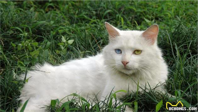 山东狮子猫，独有的鸳鸯眼，蓝颜色的晶莹剔透；黄颜色的金光闪闪
