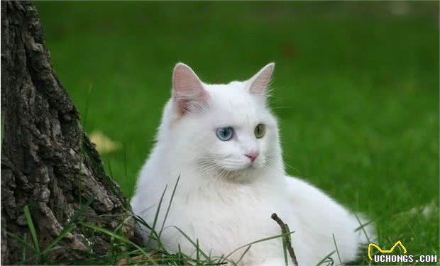 山东狮子猫，独有的鸳鸯眼，蓝颜色的晶莹剔透；黄颜色的金光闪闪