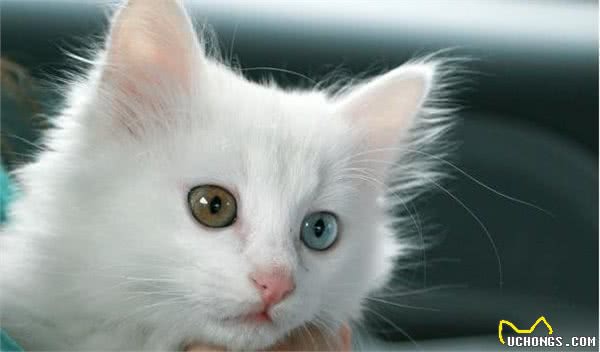 山东狮子猫，独有的鸳鸯眼，蓝颜色的晶莹剔透；黄颜色的金光闪闪