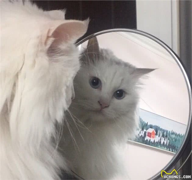 山东狮子猫，独有的鸳鸯眼，蓝颜色的晶莹剔透；黄颜色的金光闪闪