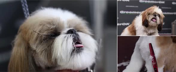 西施犬首次充当“模特”,看我七十二变,瞬间变为小“仙女”
