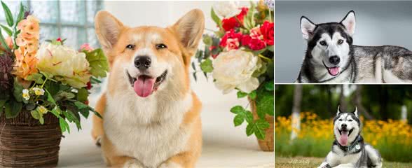 六种“好脾气”的狗狗,生气一哄就好,养了的真是有福