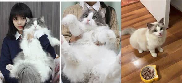 如果要养猫，一定要试试布偶猫，不会让你失望的