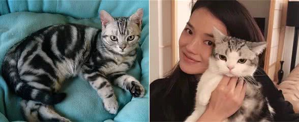 美国短毛猫的6大“优点”，养过的人表示不想换猫了