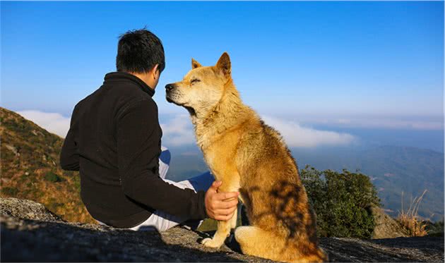 这6种狗狗最护主，付出生命也在所不惜，值得你饲养