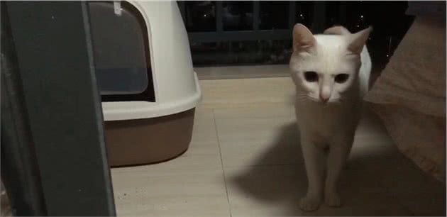 你知道笼养的猫最后会怎样吗？养猫需谨慎，笼养不可取