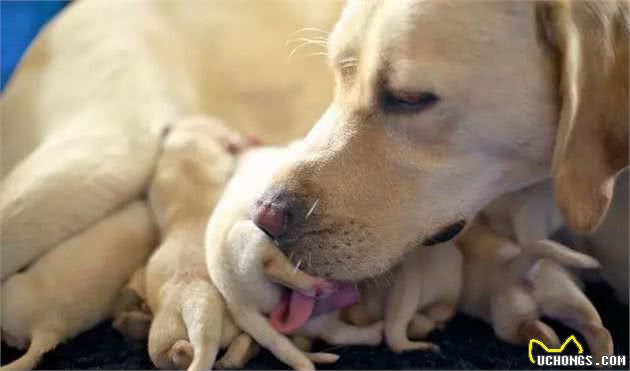 冬季养犬要六防