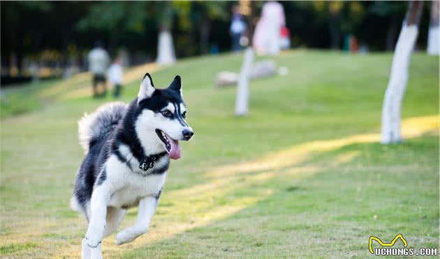 犬常见肥大性骨关节病