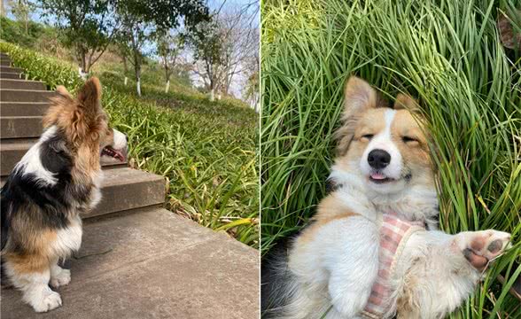 关于狗狗需要剃毛问题的讨论