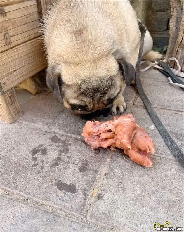 看完关于胰腺炎的这组数据，你还认为给狗狗吃肉营养更丰富吗