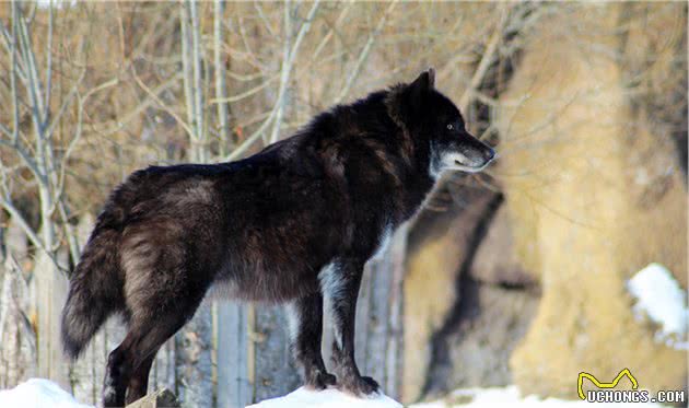 缮宠学堂：你知道我国的4大狼犬吗？并不比德牧差