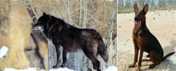 缮宠学堂：你知道我国的4大狼犬吗？并不比德牧差