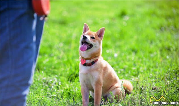 柴犬聪明吗？不爱听主人的话，但做坏事智商突破天际