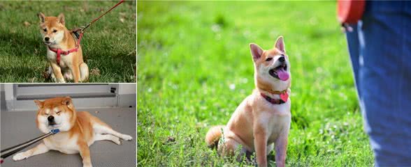 柴犬聪明吗？不爱听主人的话，但做坏事智商突破天际