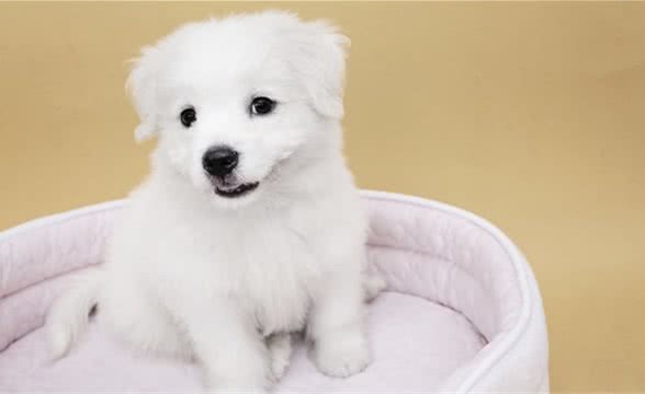 为什么不能给狗狗喝牛奶？原因你一定要知道