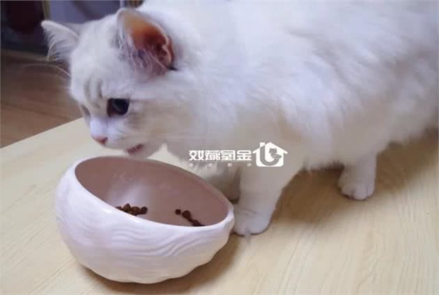 每贴一点猫知识