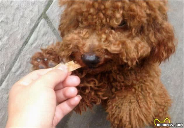 泰迪犬总是挑食，我是如何解决的？