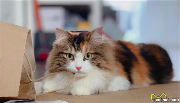 大部分猫咪很“花心”，只有这种猫坚持一夫一妻，长相也非常帅气