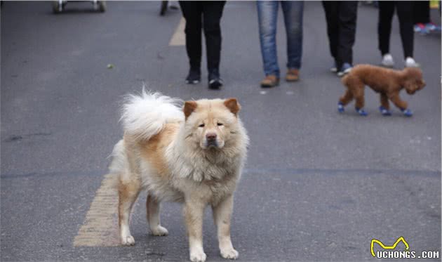 狗狗有什么坏心思？还不都是养狗不当导致的？