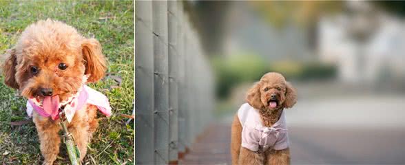 饲养泰迪犬，需要注意哪些方面的事情？