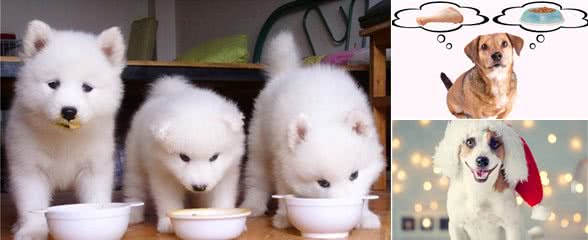 狗狗挑食了，应该这样做