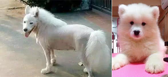 恶鲲讲犬之—萨摩耶