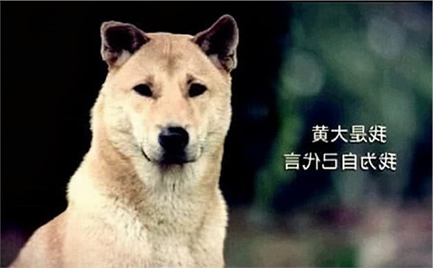 中华田园犬名片：七大款，款款经典有特色，不输外国狗