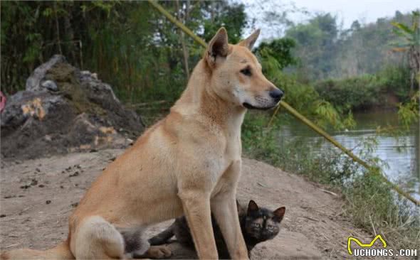 中华田园犬名片：七大款，款款经典有特色，不输外国狗