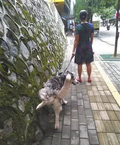 宠物犬喷尿是在标记地盘，但是见人就“小便失禁”又怎么解释？