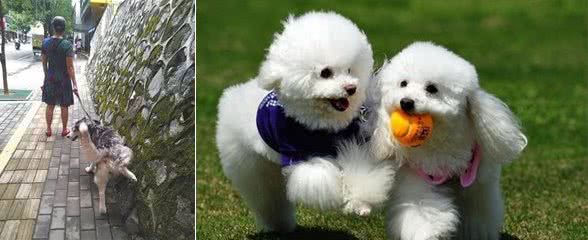 宠物犬喷尿是在标记地盘,但是见人就“小便失禁”又怎么解释?