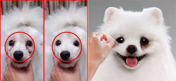这几种狗狗虽然好看，却非常容易有泪痕