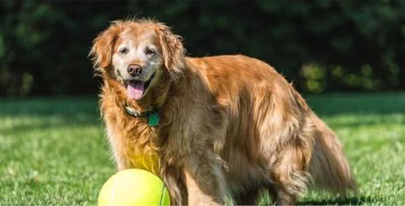 身体出现这些症状，暗示狗狗正走向衰老，主人需要留意了