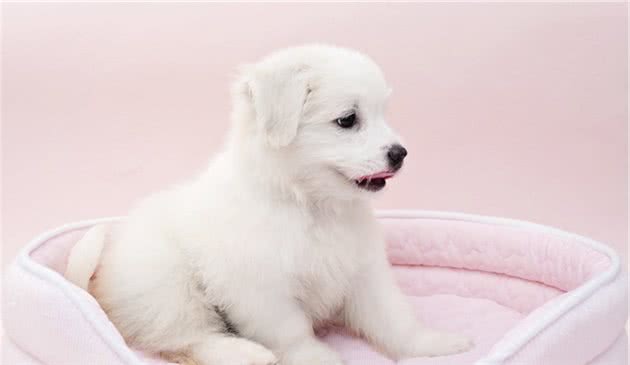 家有狗狗，这些好处，你体会到几个？
