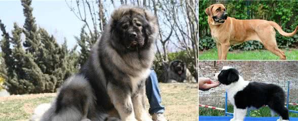再凶的狗也有害怕的东西！大多数狗，都害怕这4样东西