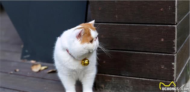 加菲猫被遗弃在雨中，但看到主人留下的字条后，我释然了