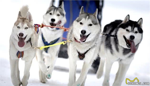 法国斗牛犬具有中国血统！柯基原来是牧牛犬！科普狗狗背后的真相