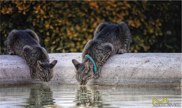 猫咪大便有血怎么办？别慌，对症下药是关键