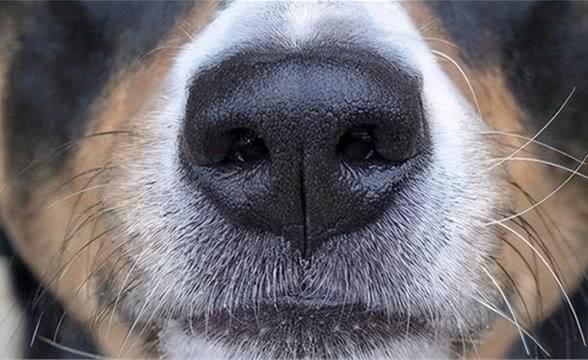 了解狗狗敏锐的嗅觉