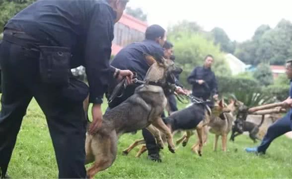 这是中国唯一的警犬品种！太帅了！