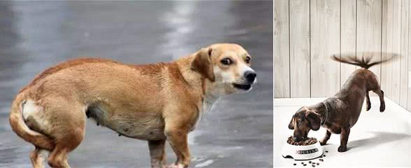 狗狗为什么会摇尾巴？要表达什么？