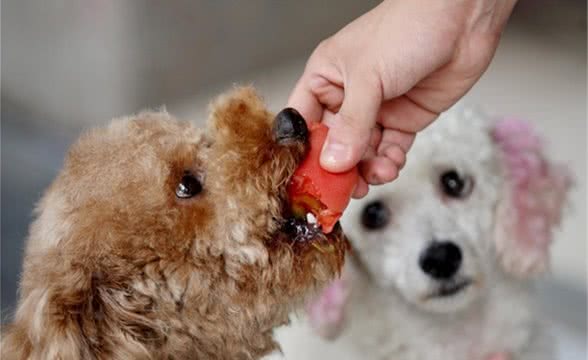 拒绝狗狗臭味，几个小窍门轻松去除狗狗口臭